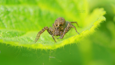 Die unbekannte Spinne